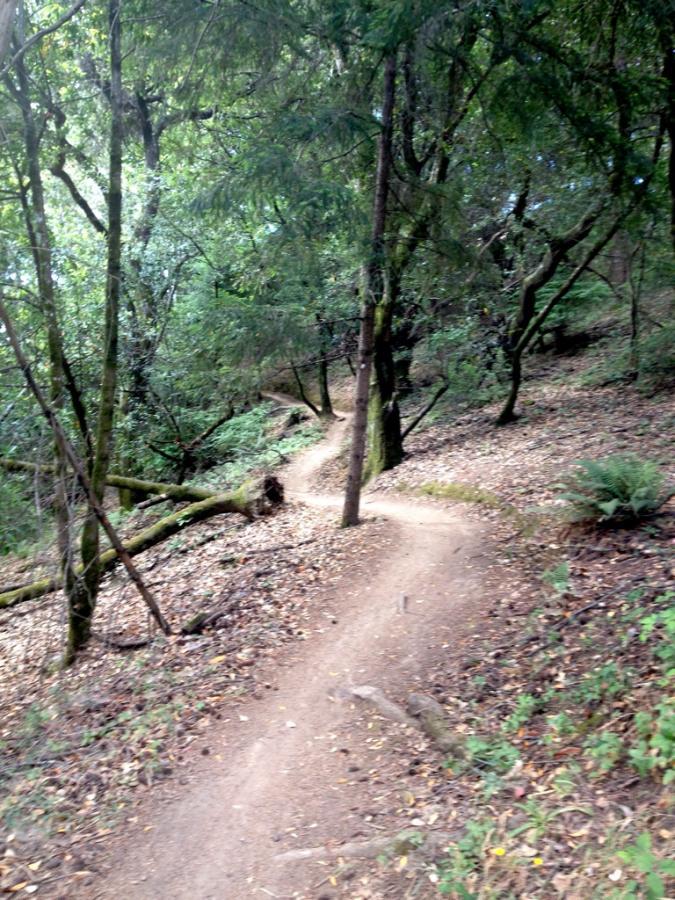 A winding dirt path through a lush, green forest, surrounded by trees and underbrush, with sunlight filtering through the leaves above. Camp Tamarancho mountain bike trail.
