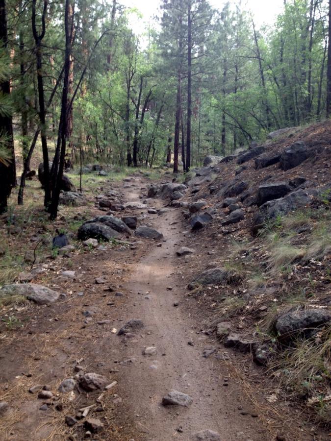 A dirt path meanders through a wooded area, lined with tall pine trees and scattered rocks. The path is uneven, with patches of grass and fallen leaves along the sides, creating a natural and rugged trail suitable for hiking. The scene is serene, with dappled sunlight filtering through the branches. Schultz Creek mountain bike trail.