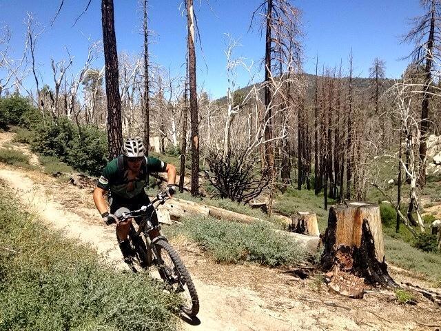 A mountain biker navigating a dirt trail through a forest with burned trees and stumps, surrounded by green shrubs and a clear blue sky. Hanna Flat mountain bike trail.