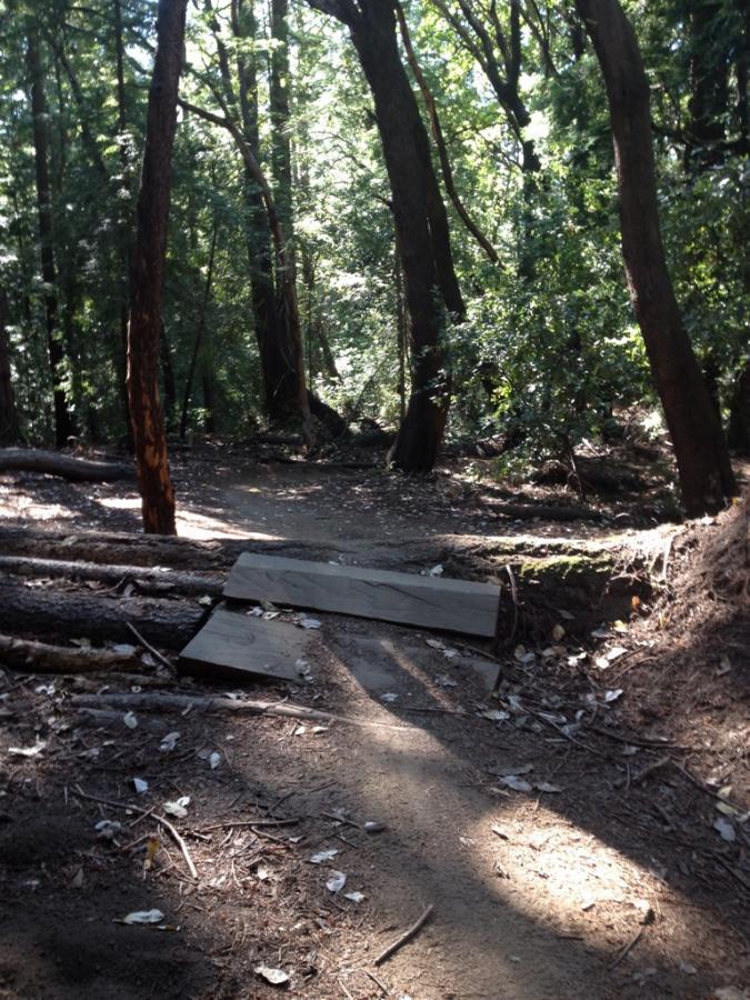 A sunlit forest trail with tall trees on either side and a small wooden bridge crossing a narrow gap in the path. Light filters through the foliage, casting gentle shadows on the ground covered with leaves and dirt. Forest Of Nisene Marks and Soquel Demonstration Forest mountain bike trail.