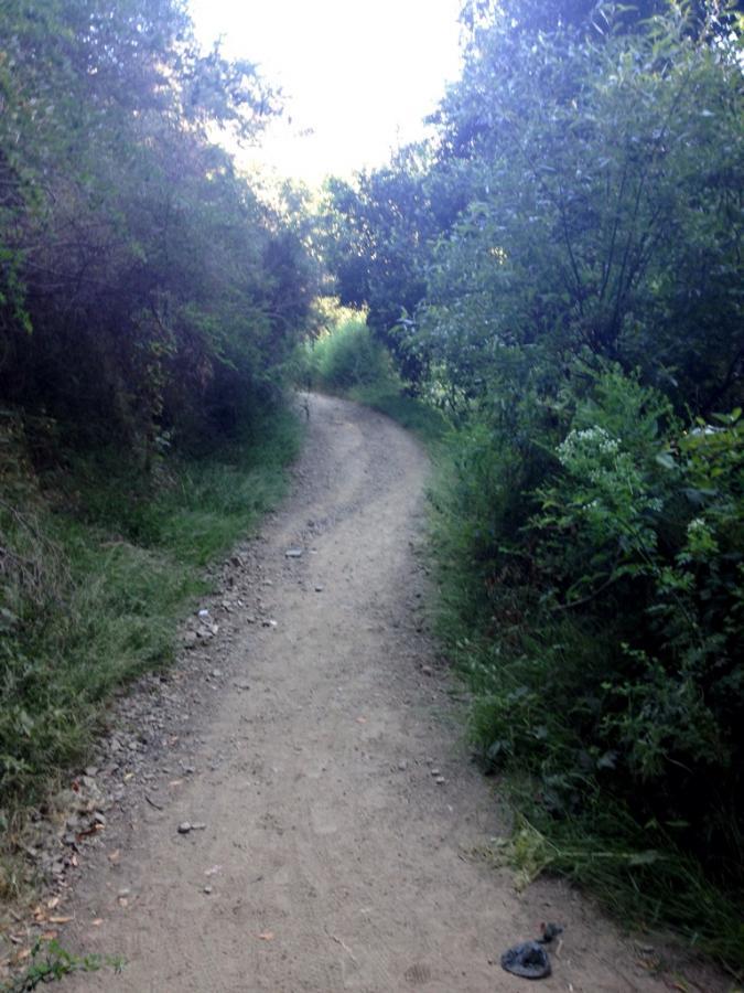 A winding dirt path surrounded by lush greenery, leading through a scenic forested area with dappled sunlight filtering in from above. Joaquin Miller mountain bike trail.