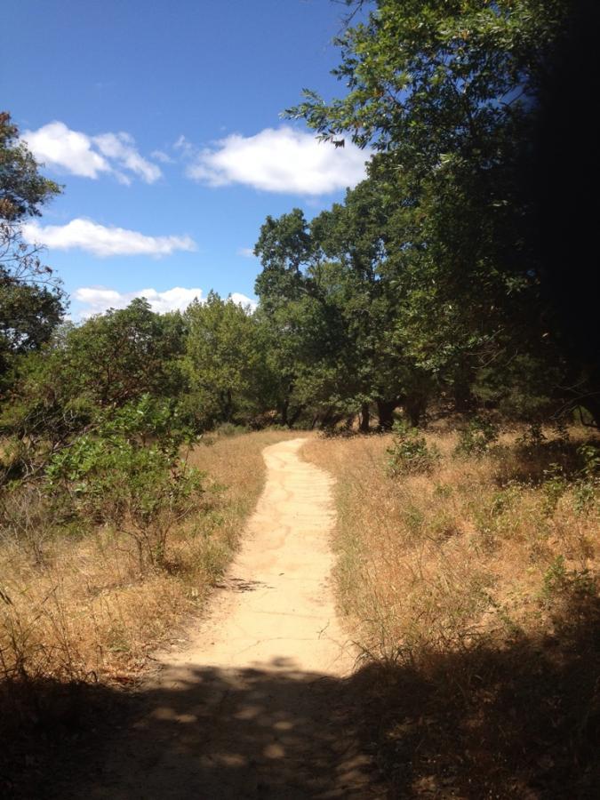 A dirt path winding through a scenic landscape, flanked by trees and tall grass, under a partly cloudy blue sky. China Camp mountain bike trail.