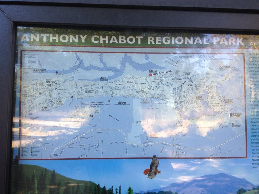 Map of Anthony Chabot Regional Park, featuring a marked location labeled "YOU ARE HERE." The map includes various trails, landmarks, and surrounding areas, with a hawk depicted in the lower corner. The park name is prominently displayed at the top. Anthony Chabot Regional Park mountain bike trail.