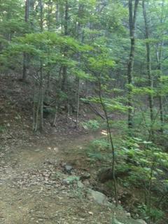 A winding dirt path surrounded by lush green trees in a forested area. The trail is partially covered with fallen leaves and leads into the dense woods, suggesting a peaceful outdoor setting. Five Points mountain bike trail.