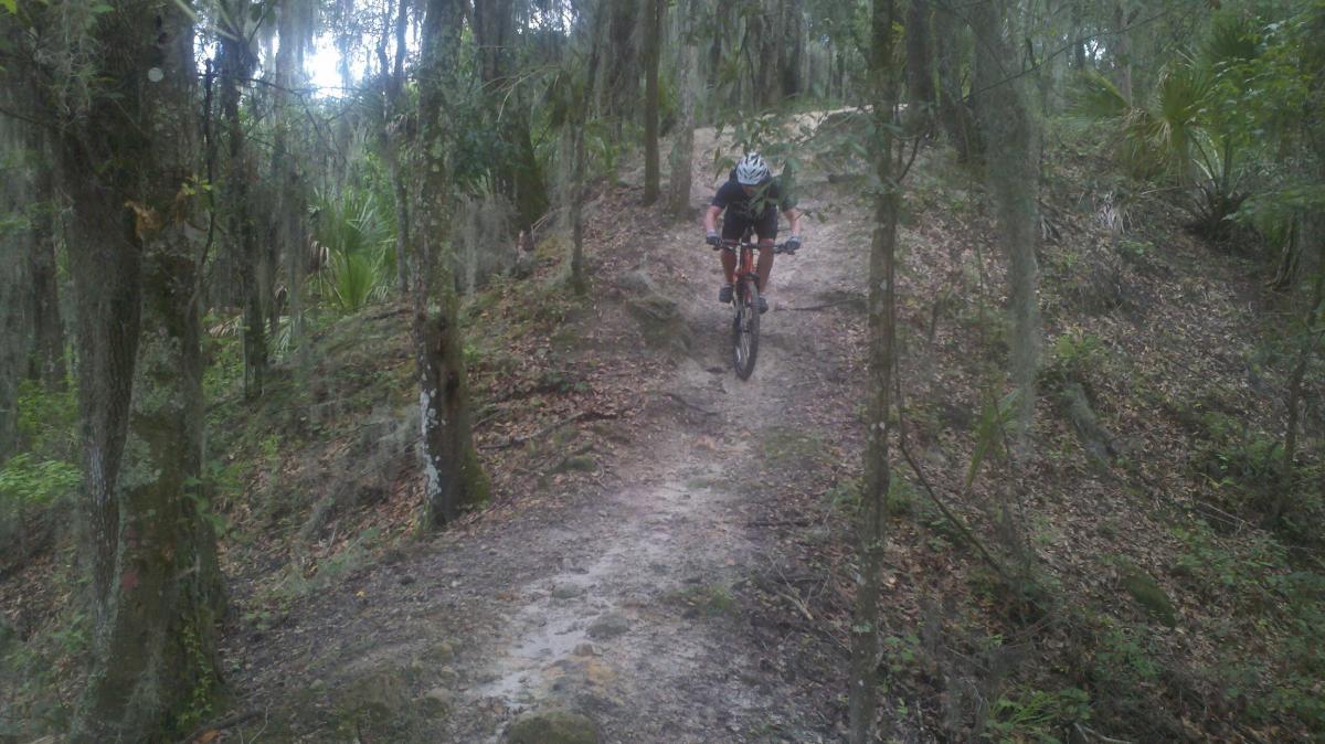 A mountain biker navigating a dirt trail in a lush, wooded area, surrounded by tall trees and greenery. The biker is positioned on an incline with a focused posture as they ride over the uneven terrain. Alafia River State Park mountain bike trail.