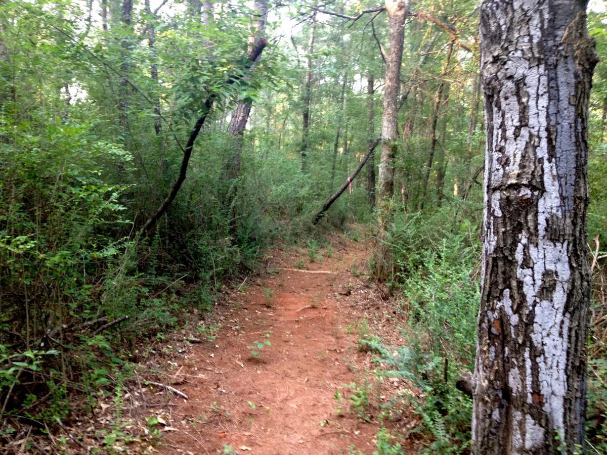A narrow dirt path winding through a dense forest, bordered by lush green foliage and tall trees. In the foreground, the texture of a large tree trunk is visible on the right, while the path leads deeper into the peaceful natural surroundings. Trail Creek Park mountain bike trail.