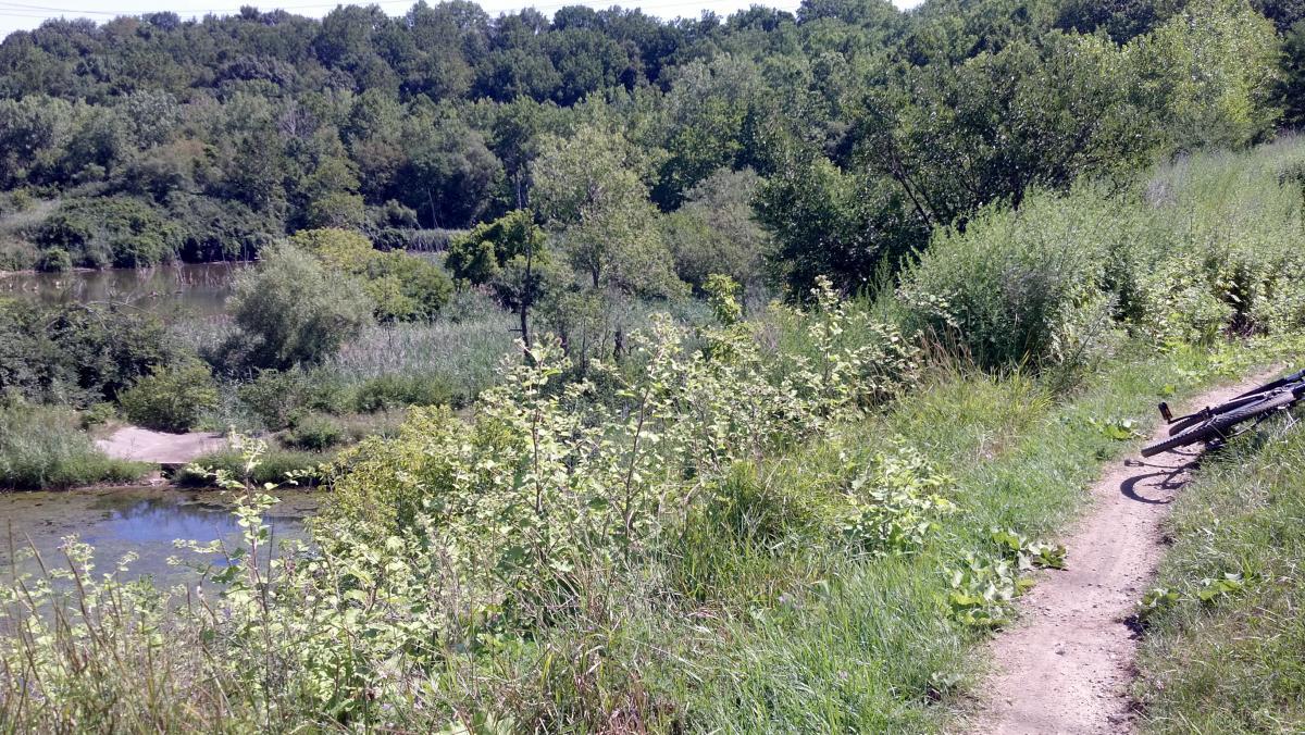 A serene outdoor scene featuring a narrow dirt path winding alongside a lush, green area. On the left, a tranquil body of water is partially visible, surrounded by dense vegetation. In the foreground, wild plants and grasses grow abundantly, while in the right corner, a bicycle is resting on its side, suggesting recent use. The background showcases a dense tree line with various shades of green, indicating a vibrant natural environment. Ohio And Erie Canal mountain bike trail.