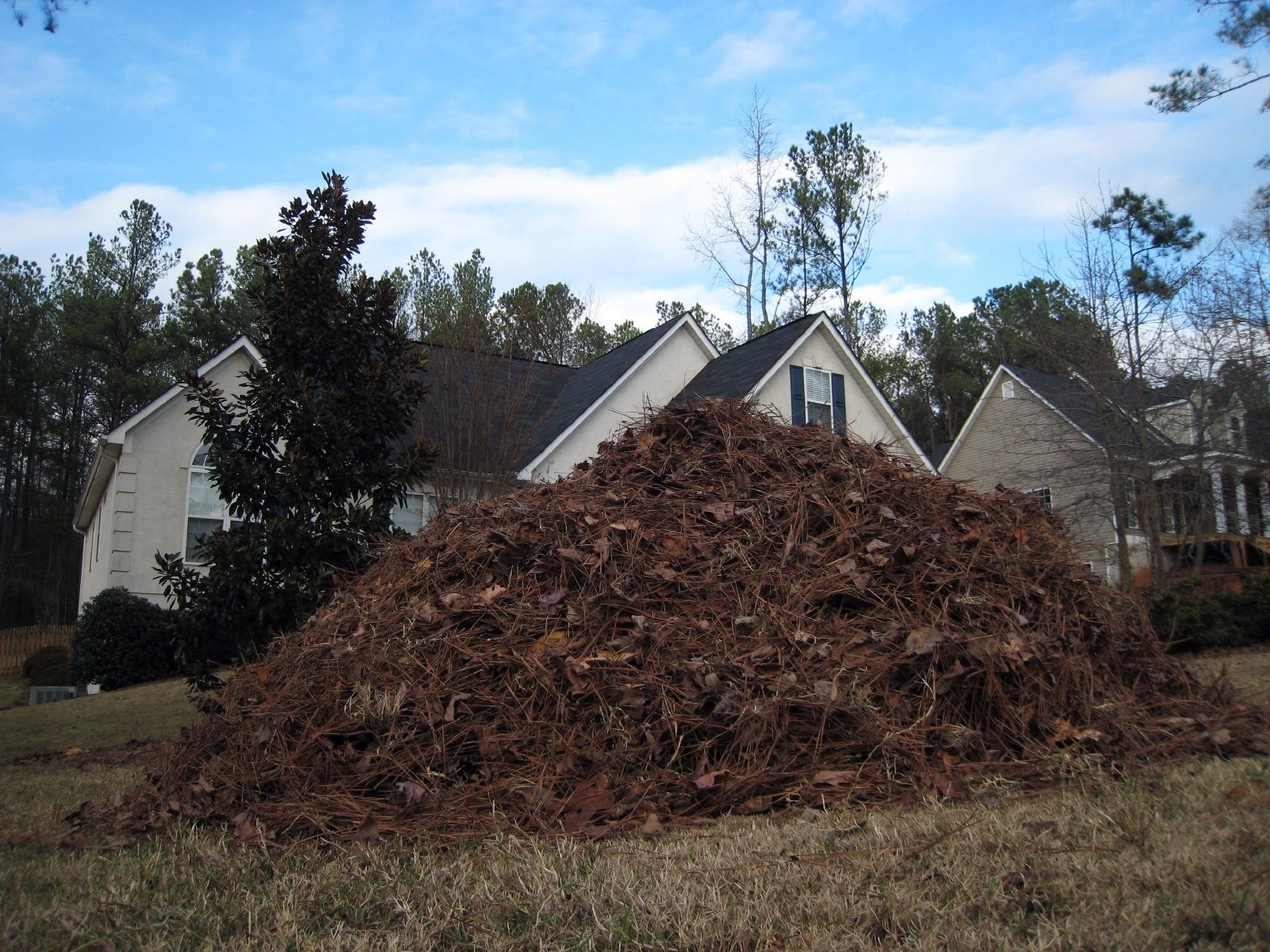 A large pile of dried leaves and pine needles in the foreground, with a residential home in the background. The scene is set against a backdrop of trees under a cloudy sky.