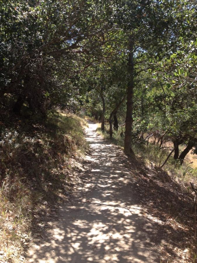 A winding dirt path shaded by trees, surrounded by lush greenery and dry grass, leading deeper into a forested area. Sunlight filters through the leaves, creating dappled patterns on the ground. China Camp mountain bike trail.