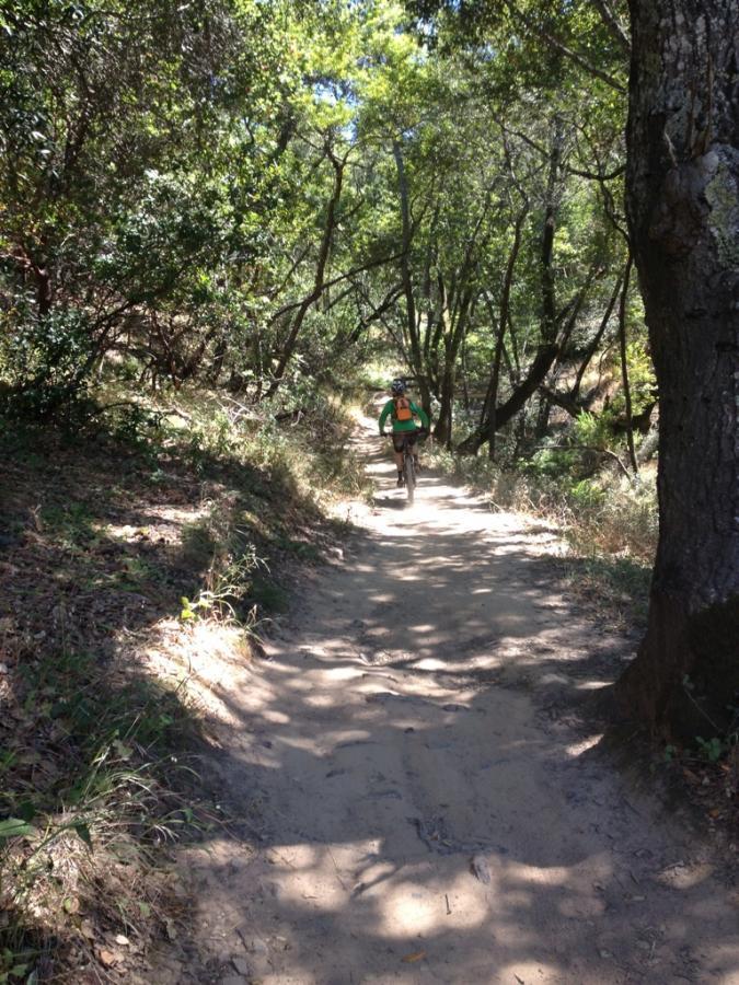 A person riding a mountain bike along a dirt path through a lush, green forest. Sunlight filters through the trees, casting dappled shadows on the trail. China Camp mountain bike trail.
