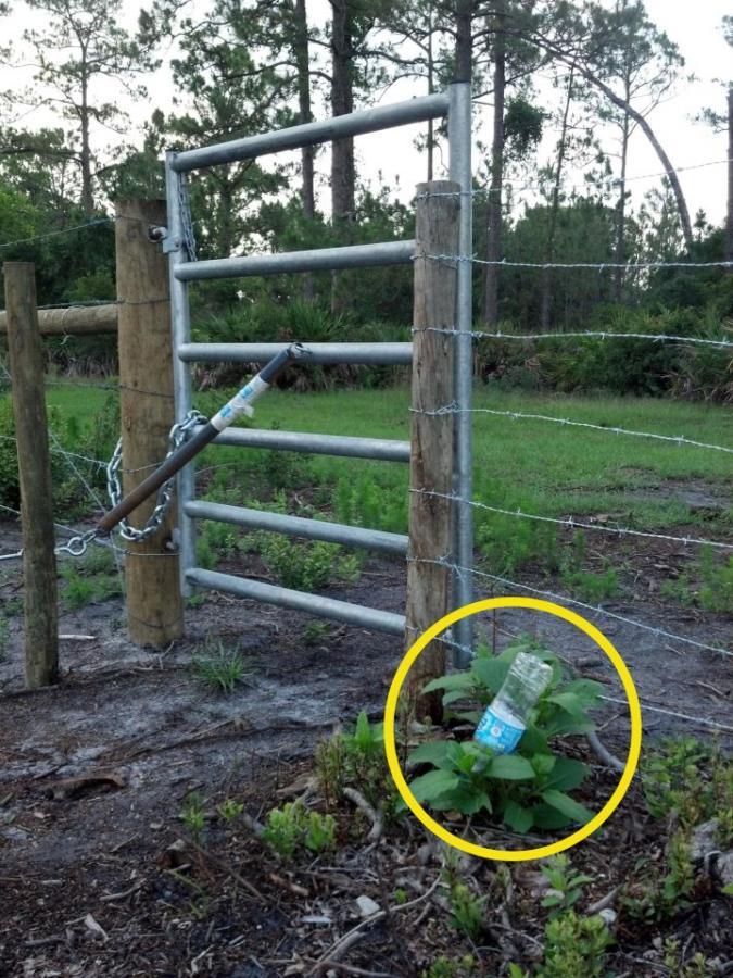 A metal gate secured with a chain and lock, standing next to a wooden post. In the foreground, a plastic water bottle is seen lodged in a small green plant, surrounded by dirt and grass. The background features trees and a grassy area. Grassy Island Trail mountain bike trail.