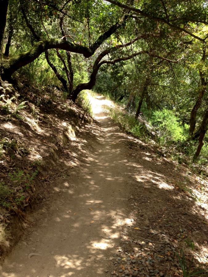 A winding dirt path surrounded by trees and foliage, featuring dappled sunlight filtering through the leaves, creating a serene and natural atmosphere. Camp Tamarancho mountain bike trail.