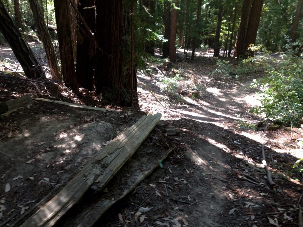 A winding trail through a dense forest of tall redwood trees, with patches of sunlight filtering through the leaves. In the foreground, there are wooden planks positioned on a dirt path, leading down to a lower trail that winds through the underbrush. The scene is serene, showcasing the natural beauty of a woodland environment. Forest Of Nisene Marks and Soquel Demonstration Forest mountain bike trail.
