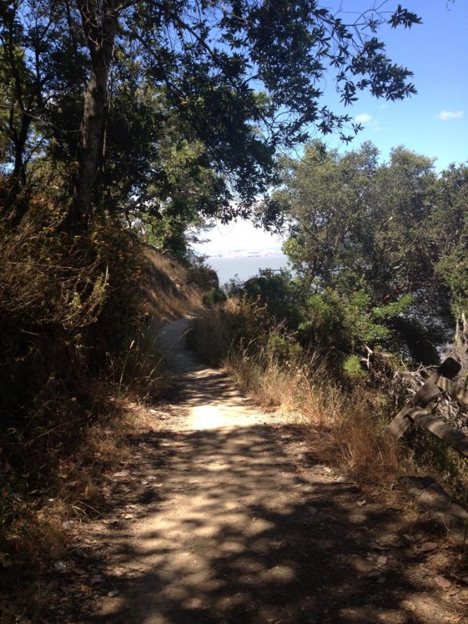 A dirt path winding through a wooded area, lined with trees and shrubs on either side. The trail is partially shaded, leading towards a view of the sky and distant landscape, suggesting a serene nature scene. China Camp mountain bike trail.