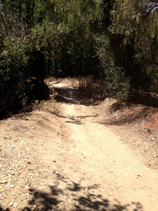 A dirt path winding through a wooded area, surrounded by dense greenery and shrubs, with patches of sunlight illuminating the trail. Fullerton Loop mountain bike trail.