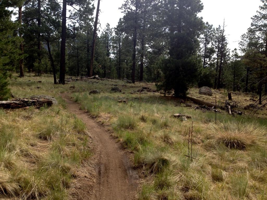 A dirt path winding through a forested area with tall trees and patches of grass. The scene captures a peaceful, natural environment, featuring a mix of greenery and scattered rocks. Arizona Trail: Flagstaff mountain bike trail.