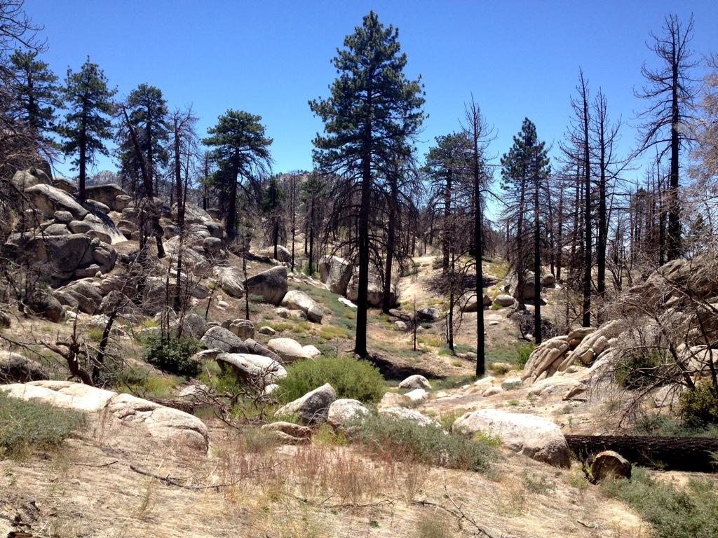 A rugged landscape featuring a mix of evergreen trees and charred tree stumps, scattered large rocks, and patches of green vegetation. The scene is under a clear blue sky, highlighting the contrast between the burnt areas and the healthy foliage. Hanna Flat mountain bike trail.
