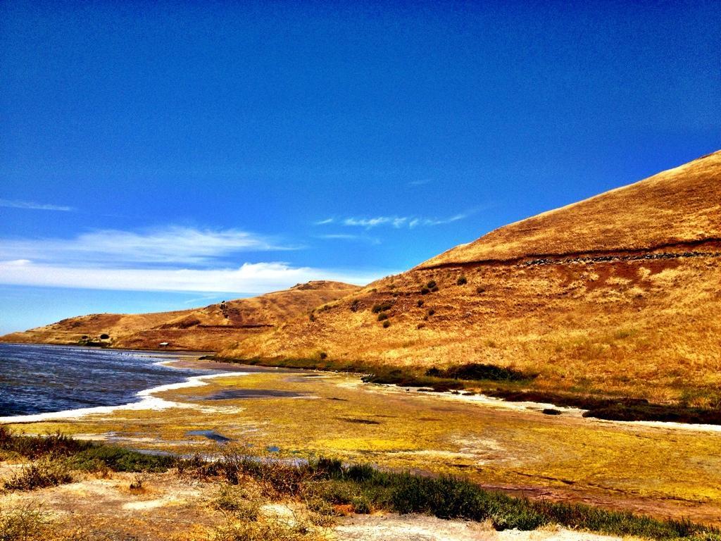 A scenic view of a coastal landscape featuring rolling hills with dry grass, a calm body of water in the foreground, and a clear blue sky with few clouds. The shoreline is bordered by patches of green vegetation and yellowish algae, creating a tranquil natural setting. Coyote Hills Regional Park mountain bike trail.