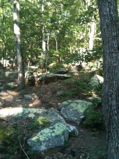 A wooded area featuring green trees and large rocks covered in moss, with dappled sunlight filtering through the foliage. Five Points mountain bike trail.