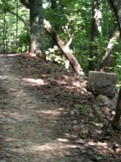A narrow dirt path winding through a lush green forest, surrounded by trees and scattered leaves. A large rock is positioned to the right of the trail. Coldwater Mountain mountain bike trail.