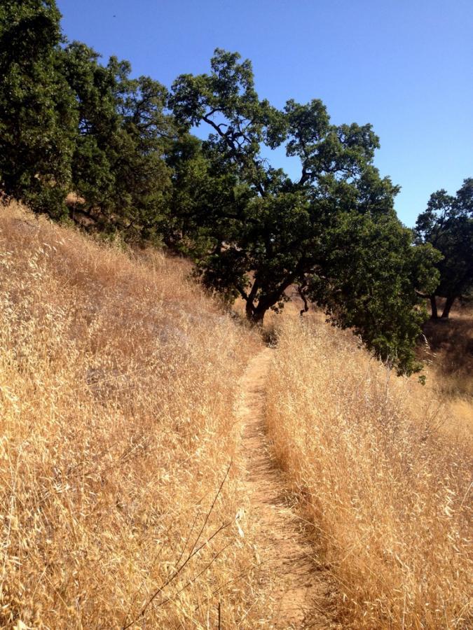 A narrow dirt path winds through tall, dry grasses on a hillside, flanked by green trees under a clear blue sky. Henry W. Coe State Park mountain bike trail.
