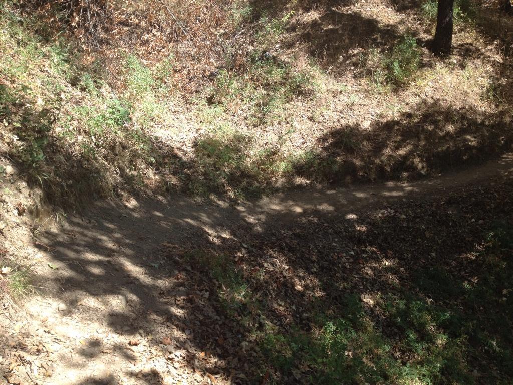 Alt text: A winding dirt path leads through a sunlit forest area, surrounded by dry leaves and patches of green grass, with shadows cast by nearby trees. Henry W. Coe State Park mountain bike trail.
