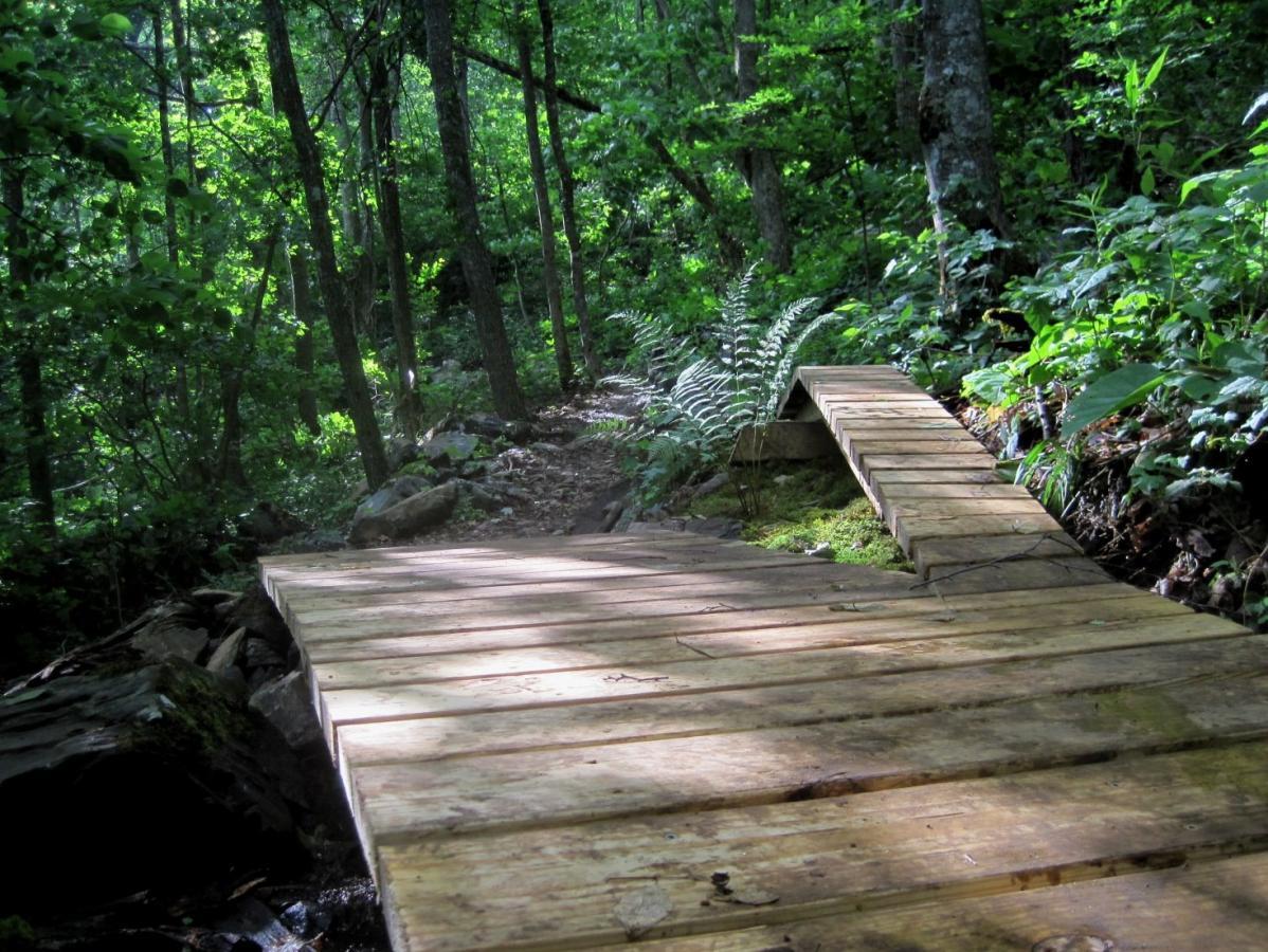 A wooden footbridge curving over a small stream in a lush green forest, surrounded by trees, ferns, and natural vegetation. Sunlight filters through the leaves, creating a dappled light effect on the path. Rocky Knob Park mountain bike trail.