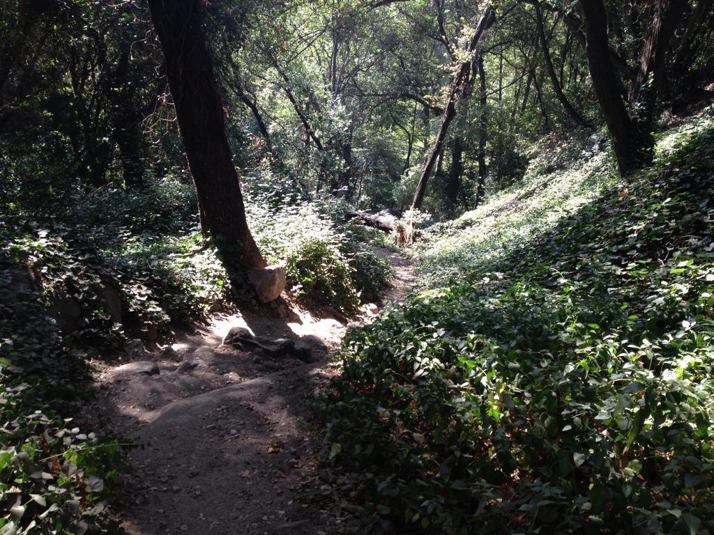 A sunlit forest path winding through a lush, green landscape, flanked by trees and dense vegetation. The dirt trail is partly shaded, leading deeper into the woods. Lower Winter Creek mountain bike trail.