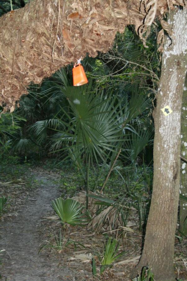 An orange marker hanging from a tree branch above a narrow dirt path surrounded by dense tropical vegetation, including various green plants and palm leaves. Grassy Island Trail mountain bike trail.