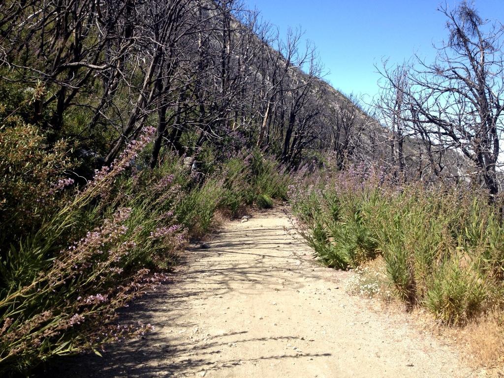 A narrow dirt path winds through a landscape featuring barren trees and vibrant, flowering plants on either side. The sky is clear and blue, contrasting with the blackened branches of the trees, indicating a recovery from a recent wildfire. The path is lined with green foliage and purple flowers, offering a sense of resilience in the natural environment. Mount Lowe Railway mountain bike trail.