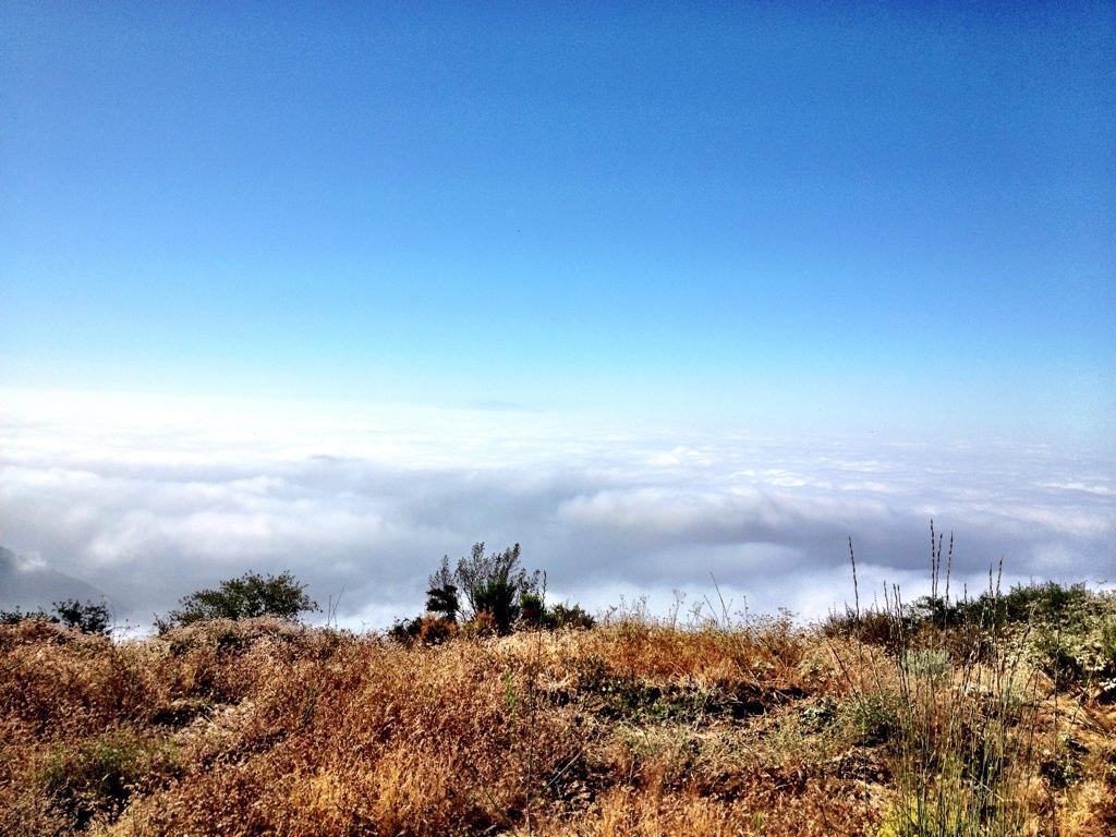 View from a mountain peak overlooking a sea of clouds, with a clear blue sky above and dry grass and shrubs in the foreground. Upper Santa Anita Canyon Road mountain bike trail.