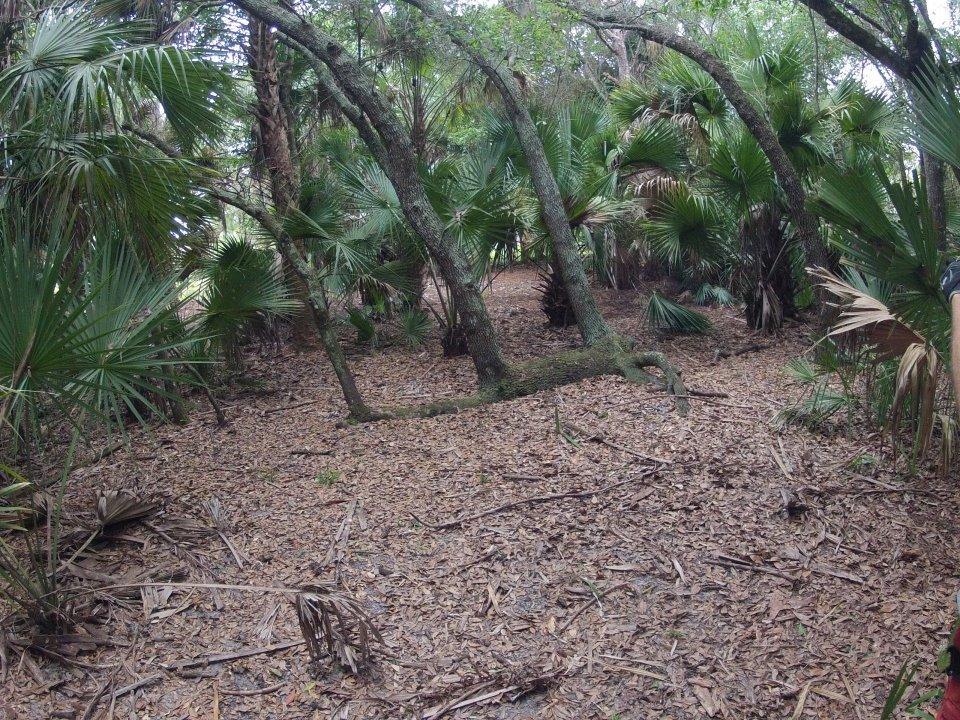 A dense forest scene featuring various green palm trees and wooded areas, with a floor covered in leaves and fallen branches. The landscape appears lush and natural, with sunlight filtering through the tree canopy. Grassy Island Trail mountain bike trail.