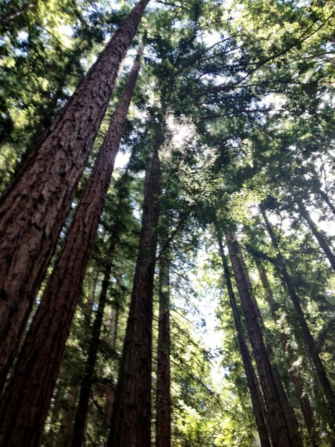 Tall redwood trees reaching towards the sky with sunlight filtering through the dense canopy, creating a peaceful forest scene. Camp Tamarancho mountain bike trail.