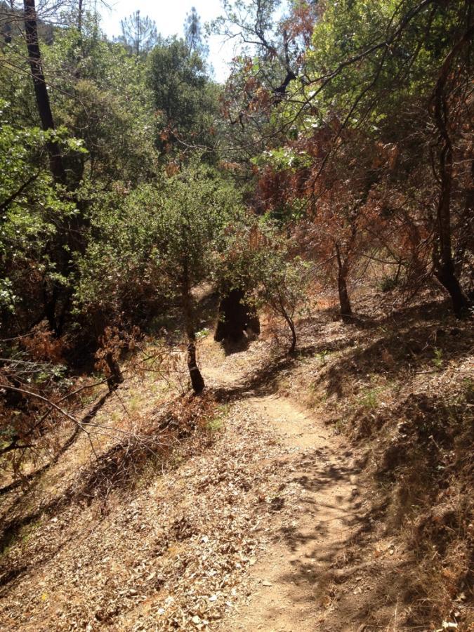 A narrow dirt path winding through a forested area, surrounded by green and brown foliage, with sparse trees and sunlight filtering through the leaves. Henry W. Coe State Park mountain bike trail.