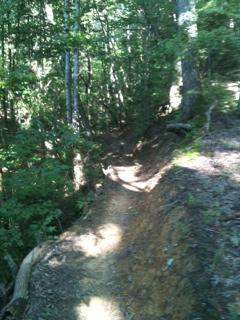 A narrow dirt trail winding through a lush, green forest with a mix of trees and underbrush, partially illuminated by sunlight. Five Points mountain bike trail.