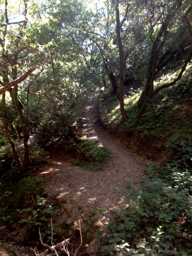 A serene forest path winding through lush greenery, surrounded by trees and sunlight filtering through the leaves. The trail, partially covered in gravel, suggests a peaceful hiking or walking experience in nature. Greenbelt Park mountain bike trail.
