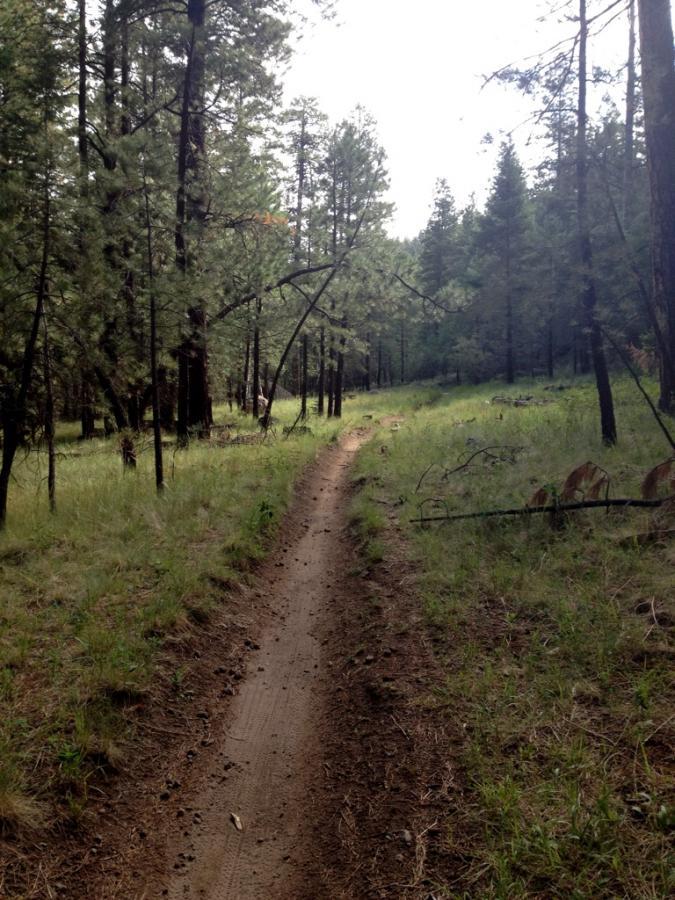 A narrow dirt trail winding through a forest with tall pine trees, surrounded by lush green grass and scattered pine needles. The scene is bright with light filtering through the canopy, creating a peaceful and natural atmosphere. Schultz Creek mountain bike trail.