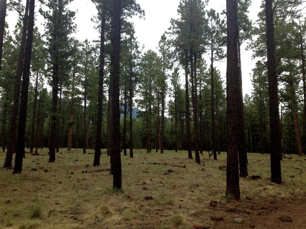 A dense forest scene featuring tall pine trees, with a grassy ground scattered with small rocks and pine needles. The area is partially shaded, and a distant mountain can be seen through the trees under a cloudy sky. Fort Valley Trail System mountain bike trail.