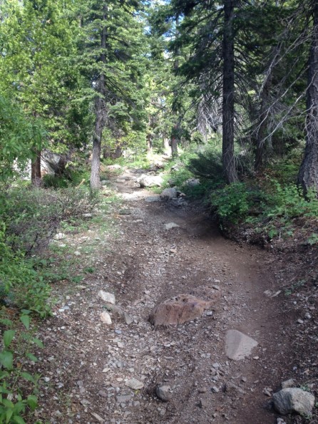 A dirt hiking trail meandering through a wooded area, lined with trees and bushes. The path is uneven, featuring scattered rocks and a mixture of soil and gravel. Sunlight filters through the canopy, casting dappled light on the trail.