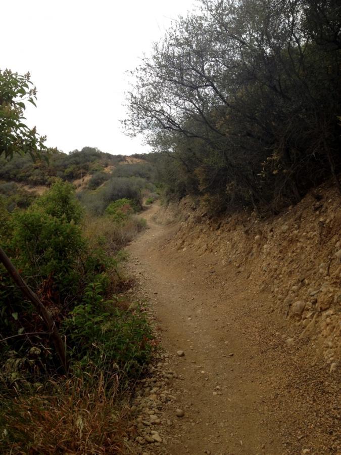 A winding dirt trail surrounded by shrubs and trees, leading into a hilly landscape under a cloudy sky. Backbone Trail: Topanga State Park to Will Rogers State Park mountain bike trail.