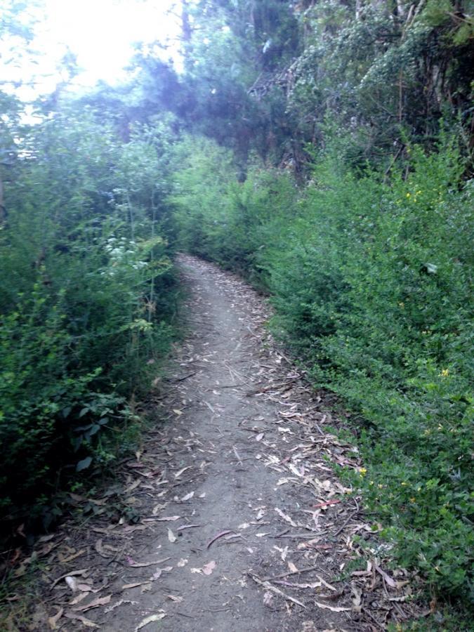 A winding dirt path surrounded by lush green foliage and scattered leaves, leading into a dense forest. The scene is brightly lit, suggesting a sunny day. Joaquin Miller mountain bike trail.