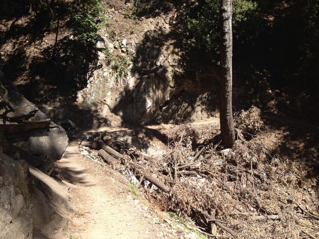 A sunlit hiking path winding through a wooded area with rocky terrain, featuring a tall tree and scattered branches and debris along the side of the trail. Upper Winter Creek mountain bike trail.