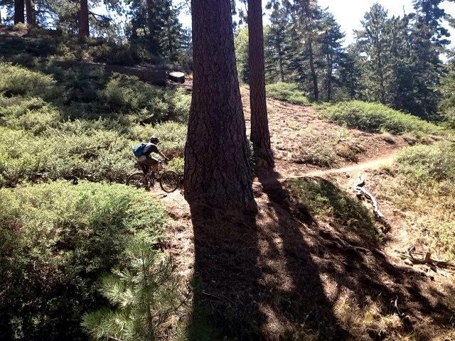A mountain biker rides along a narrow trail through a sunlit forest, surrounded by tall pine trees and lush greenery. The path curves gently to the right, with dappled sunlight creating shadows on the ground. Pine Knot Trail mountain bike trail.