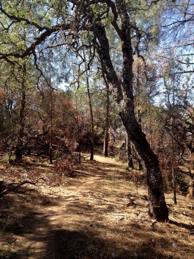 Alt text: A winding dirt path through a forested area, surrounded by trees with green leaves and some brown foliage. Soft sunlight filters through the branches, creating a natural, tranquil atmosphere. Henry W. Coe State Park mountain bike trail.