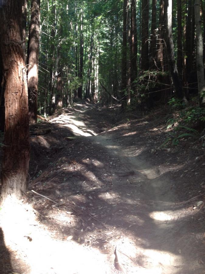 A narrow dirt trail winding through a dense forest of tall trees, with sunlight filtering through the leaves, creating dappled shadows on the ground. The path is surrounded by earthy tones and fallen leaves, suggesting a serene outdoor setting. Forest Of Nisene Marks and Soquel Demonstration Forest mountain bike trail.
