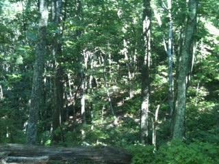 A dense forest scene featuring tall, green trees and a carpet of foliage on the forest floor, suggesting a lush and vibrant natural environment. Sunlight filters through the leaves, creating a dappled light effect on the ground. Five Points mountain bike trail.
