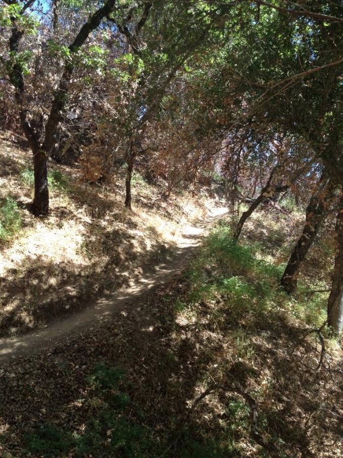 A winding dirt path surrounded by greenery and trees, with patches of sunlight filtering through the leaves, creating a serene natural setting. Henry W. Coe State Park mountain bike trail.