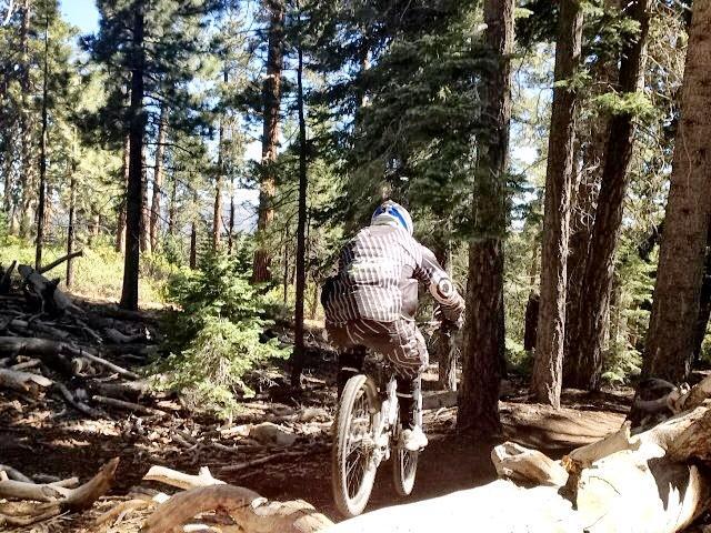 A mountain biker riding through a wooded trail surrounded by trees and fallen branches, wearing protective gear and a helmet. The scene captures the essence of outdoor adventure and cycling in nature. Dickies mountain bike trail.