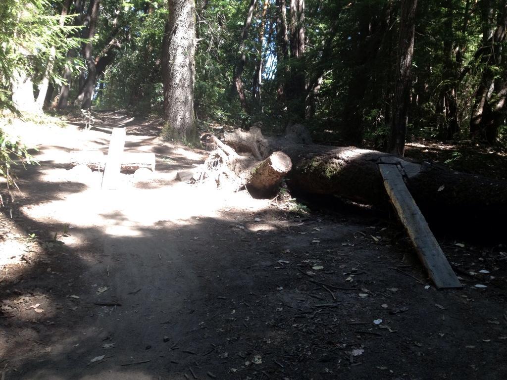 A wide dirt path in a forest, with sunlight filtering through the trees. A large fallen log crosses the path, and a wooden plank has been placed over it to aid passage. In the foreground, there is a white cross made of wood, standing on the ground next to the log. The surrounding area is lush with green foliage and various shades of brown from the earth and tree trunks. Forest Of Nisene Marks and Soquel Demonstration Forest mountain bike trail.