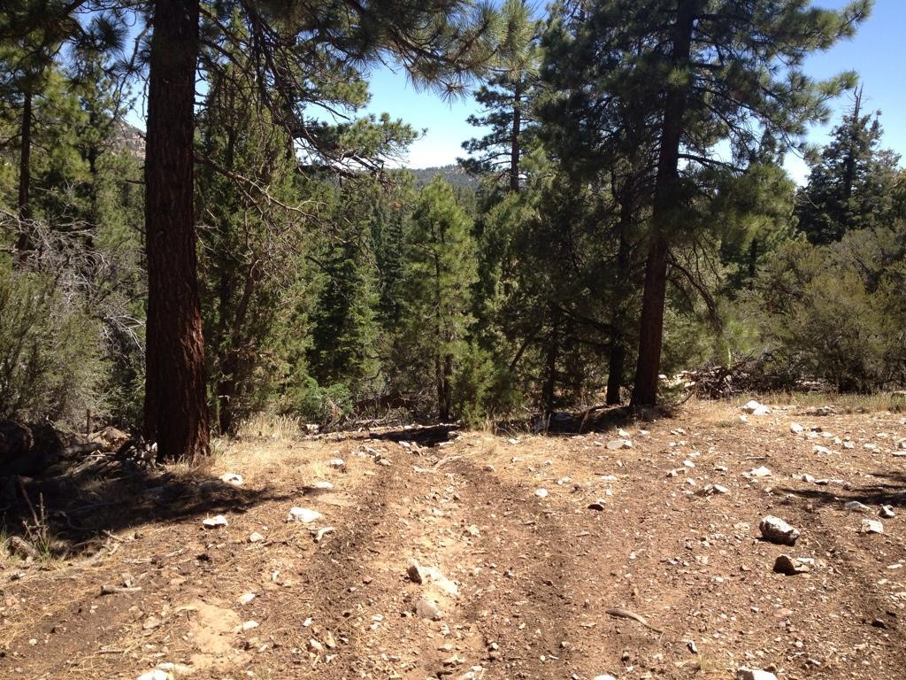 A sunlit forest path surrounded by tall pine trees, with a dirt trail leading into the thick greenery. Rocky soil and sparse grass are visible on either side of the trail, creating a natural, rugged landscape. Kenny